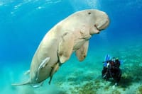 Snorkeling Day Trip With Dugong And Turtles Marsa Mubarak By Boat 1