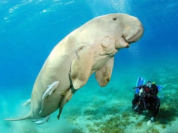 Snorkeling Day Trip to Marsa Mubarak with Dugongs and Turtles