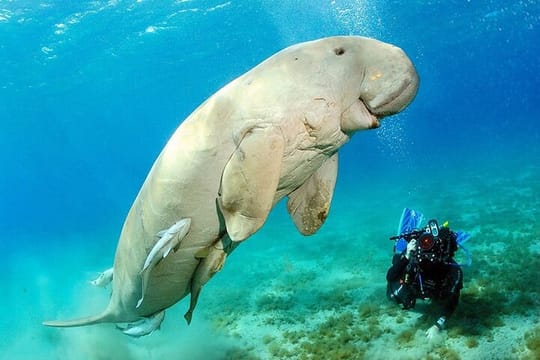 Snorkeling Day Trip With Dugong And Turtles Marsa Mubarak By Boat