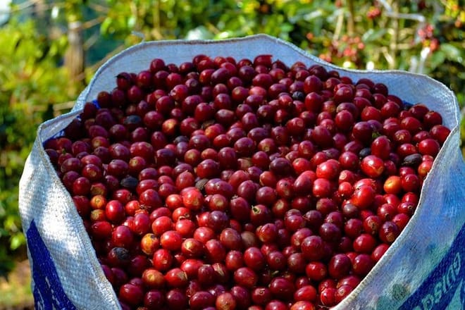 The Perfect Coffee Tour: Class With A Barista + Historic Center Full-Day Tour 10