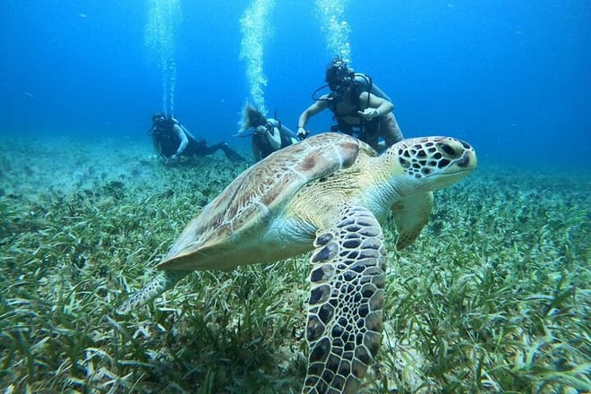 Cozumel Scuba Diving at Chankanaab Mexiko