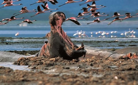 5-Day 4x4 Adventure Tour of Lake Nakuru and Maasai Mara