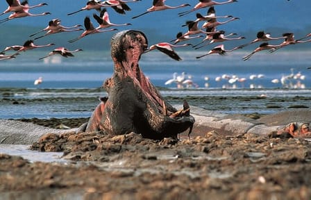 5-Day 4x4 Adventure Tour of Lake Nakuru and Maasai Mara