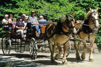 Gourmet tour with horse-drawn carriage & Optional Visit a Wildlife Observatory 1