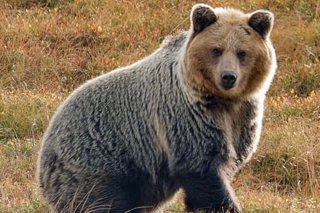 Bear Watching Hiking Tour in the High Tatras from Poprad