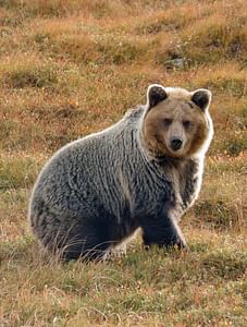 Bearwatching Hiking Day Tour in High Tatras from Poprad
