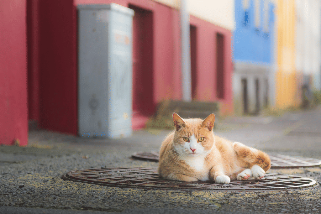 A downtown Reykjavik Cat in front of colorful houses