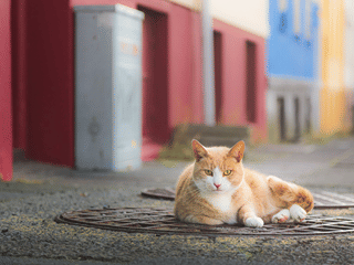 A downtown Reykjavik Cat in front of colorful houses