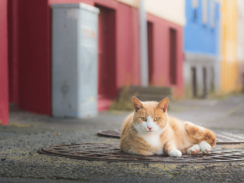 A downtown Reykjavik Cat in front of colorful houses