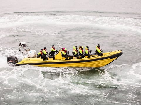 Puffin Tour by RIB Speedboat from Downtown Reykjavik, photo 3