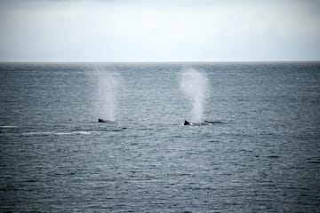 Hermanus Whale Watching and Wine Tasting