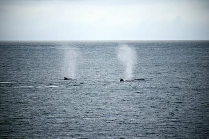 Hermanus Whale Watching and Wine Tasting