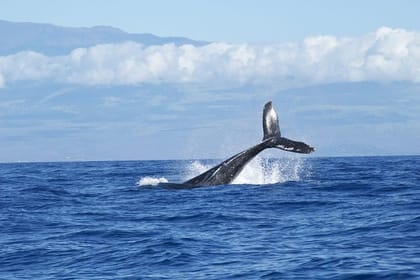 Mirissa Whale Watching Tour From Galle