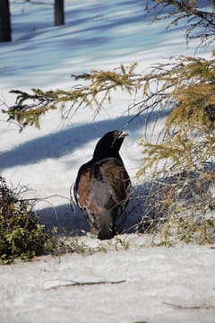 Bird Watching, Nature and Wildlife	