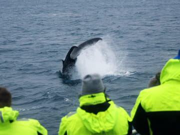 Reykjavik City Walk and Whale Watching Adventure