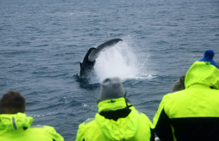 Reykjavik City Walk and Whale Watching Adventure