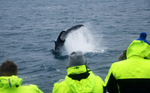 Reykjavik City Walk and Whale Watching Adventure