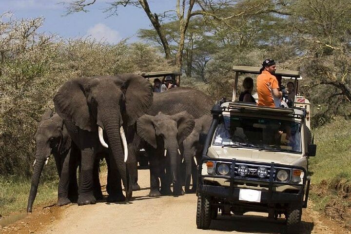 Safari Adventure: Tsavo West, Amboseli, Lake Nakuru & Masai Mara