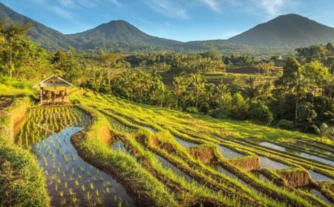 Bali Day Tour: Jatiluwih Rice Terraces and Tanah Lot Temple