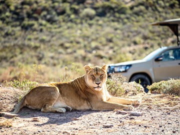 2-Day Chobe Signature Game & Boat Safari