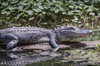 Everglades Airboat Experience – Wildlife & Wetlands 2