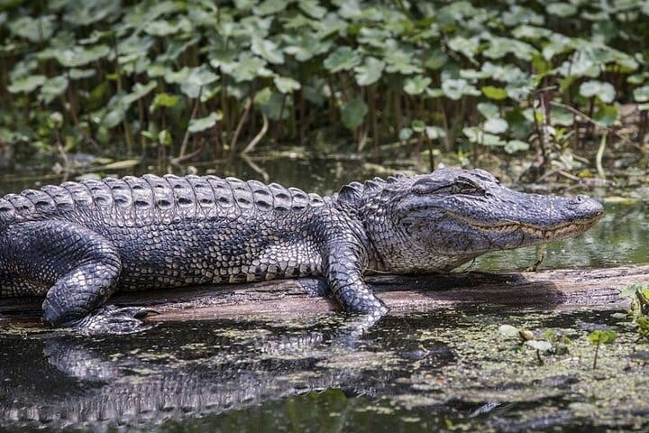 Everglades Airboat Experience – Wildlife & Wetlands 2