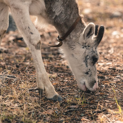 Taava Reindeer Farm – Reindeer & Lapland Traditions Year-Round