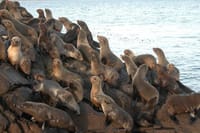 Los Lobos Island