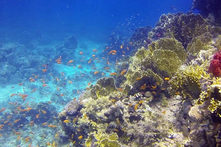 sharm el sheikh safari trip