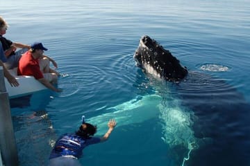 Mirissa Whale Watching Tour From Mirissa