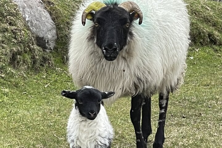 Mother & Baby Lamb