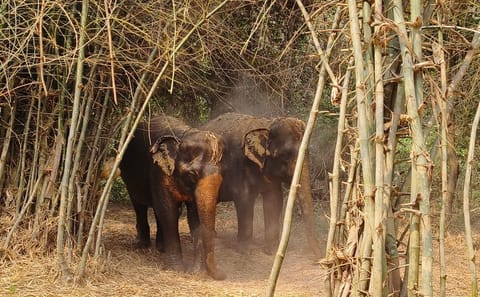 Half-Day Elephant Sanctuary Experience in Siem Reap
