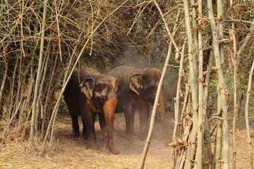 Half-Day Elephant Sanctuary Experience in Siem Reap