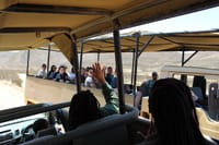 Safari