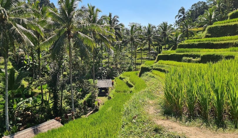 Bali : Fullday Tour West Nusa Penida Island