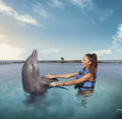 Dolphin Swim Adventure at Montego Bay  6