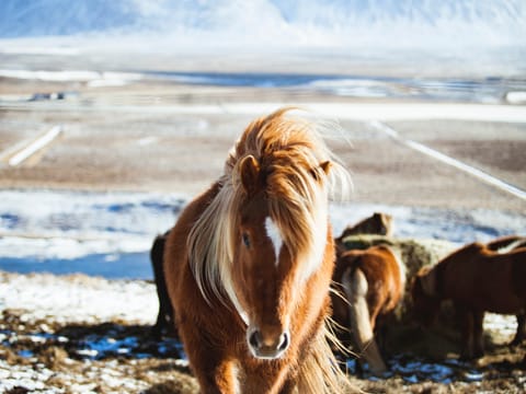 7 Day - Iceland Ring Road & Snæfellsnes
