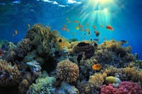 Underwater Komodo