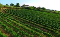 the vineyards of Pian di Mare