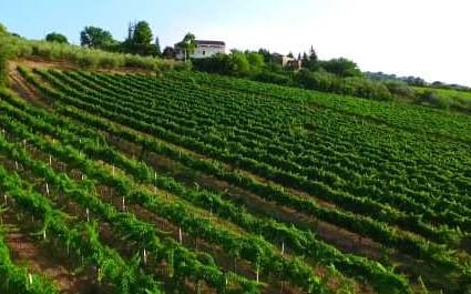 the vineyards of Pian di Mare