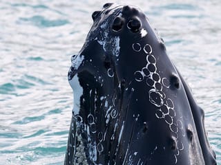 Our humpbacks are extremely curious by nature