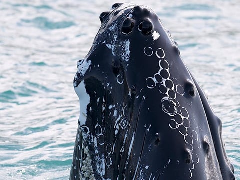 Our humpbacks are extremely curious by nature