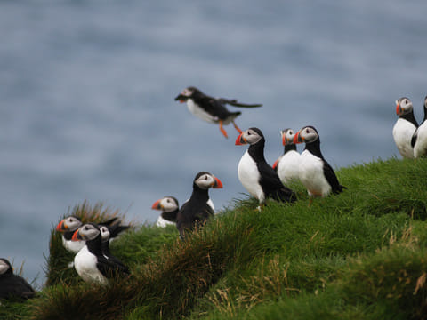 Whales, Puffins & Reykjavík, photo 3