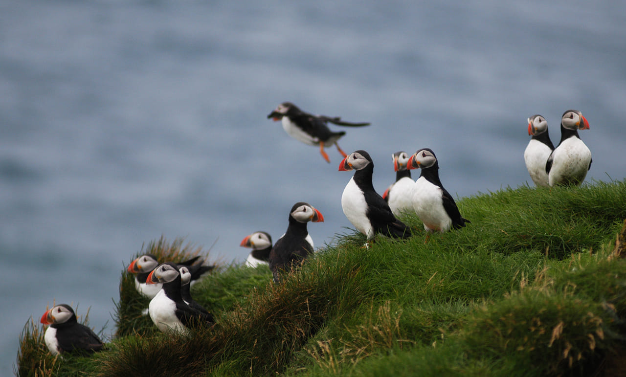 Whales, Puffins & Reykjavík 3