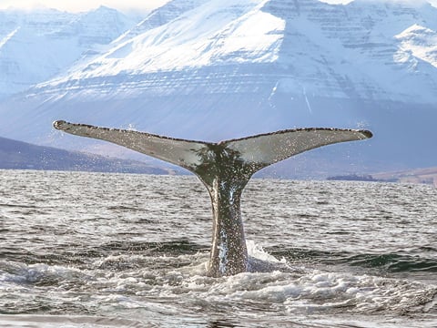 Express Whale Watching From Dalvík, photo 20
