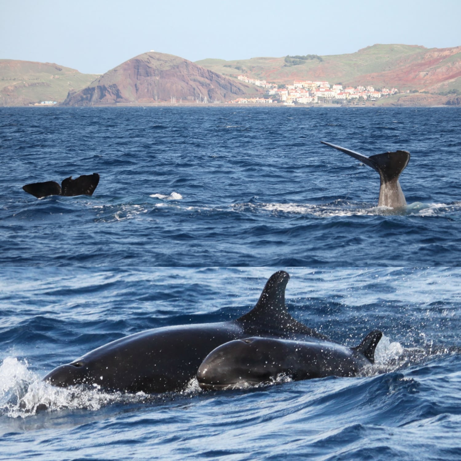 Barco privado no Funchal: duas horas