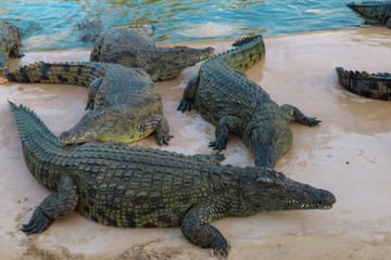 Dubai Crocodile Park and Desert Safari with BBQ Dinner