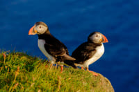 Premium Puffin Tour 4