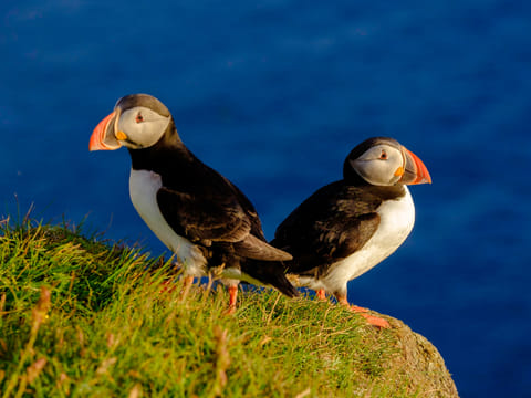 Premium Puffin Tour, photo 5