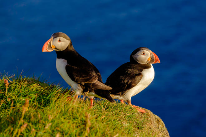 Premium Puffin Tour 4